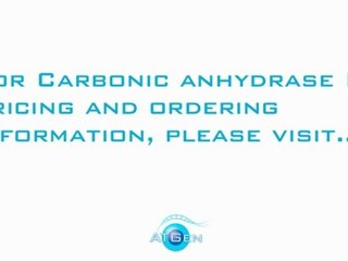 ATGen  Carbonic Anhydrase III Recombinant Protein