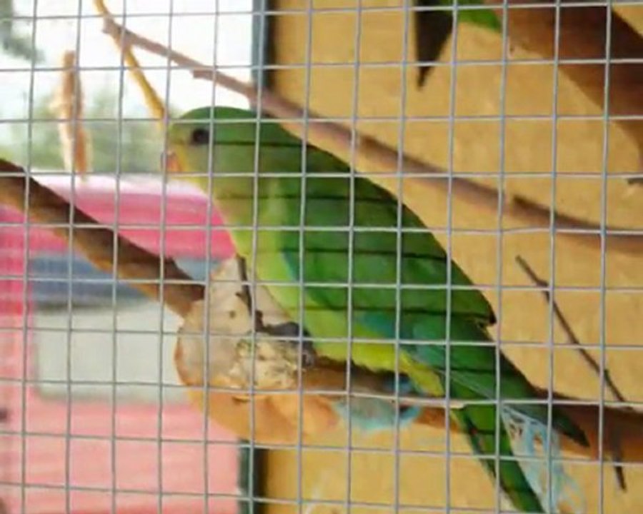 Zozios