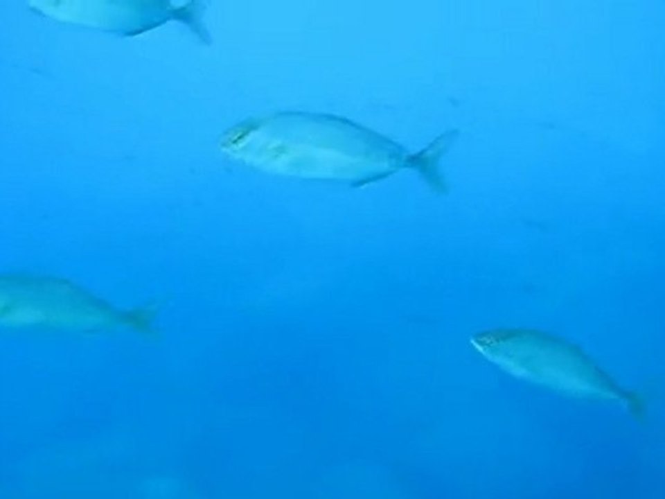 Amberjacks