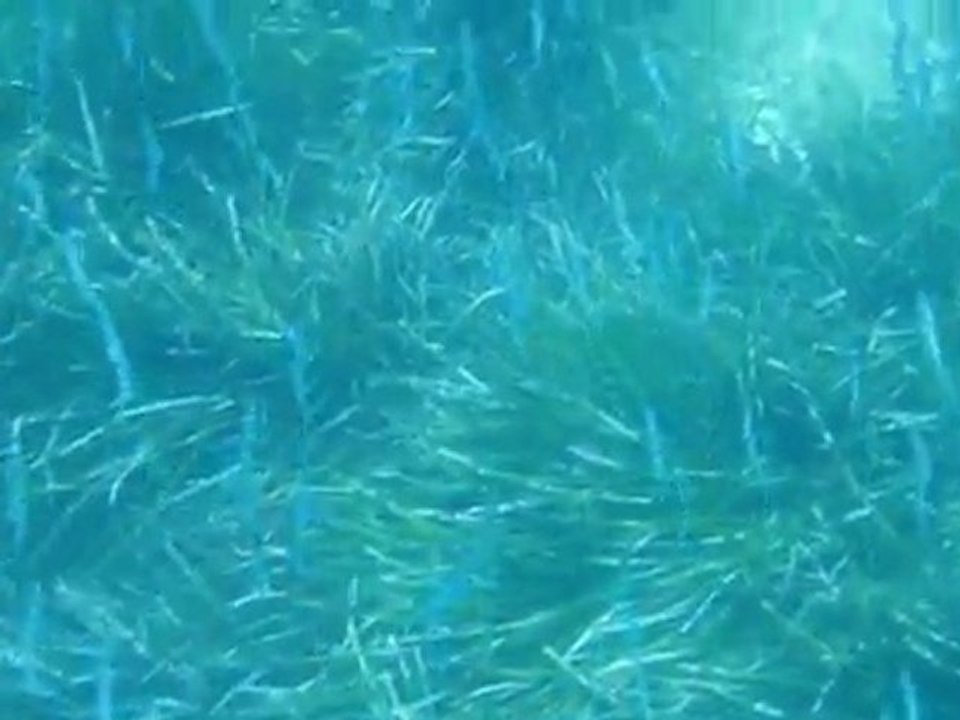 Cinque Terre - Small Swarm