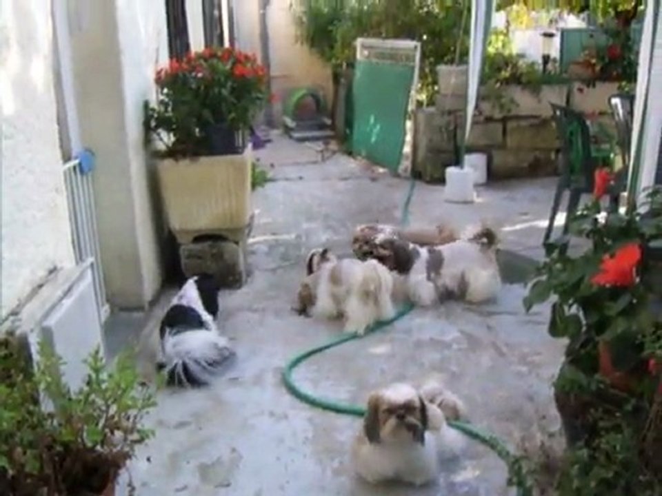 SSA44018 les shih shih de la maison