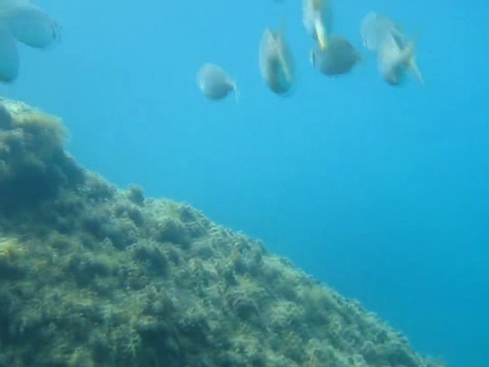 Cinque Terre - Swim with fish 2