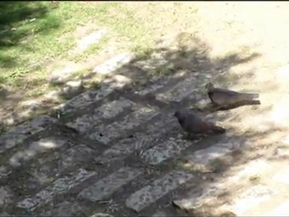 Pigeons