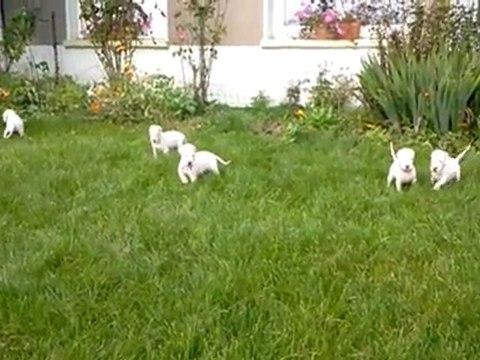 premiere sortie chiots ange&filéas