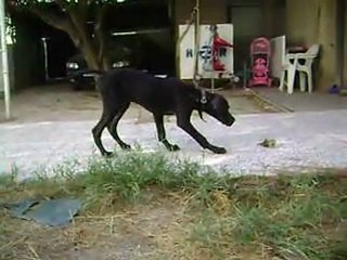 3 AYLIK POİNTERİM HEKTOR FERMA EĞİTİMİ