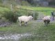 Chien gardien de troupeaux de mouton en irlande