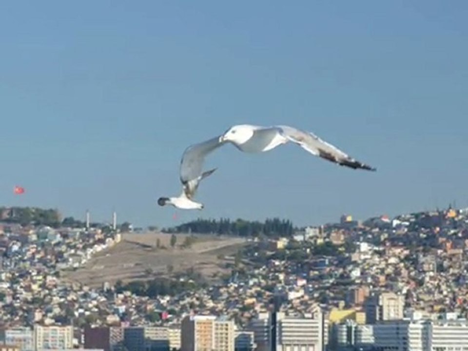 uçun kuşlar uçun izmir'e doğru..