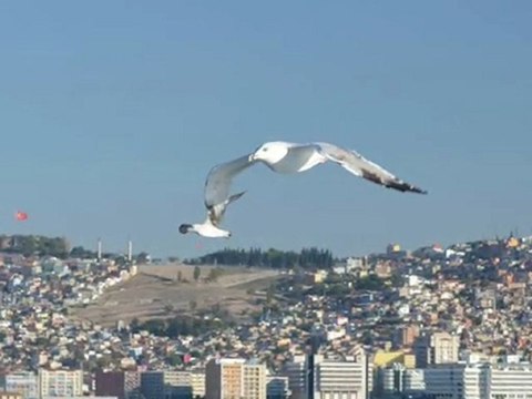 uçun kuşlar uçun izmir'e doğru..