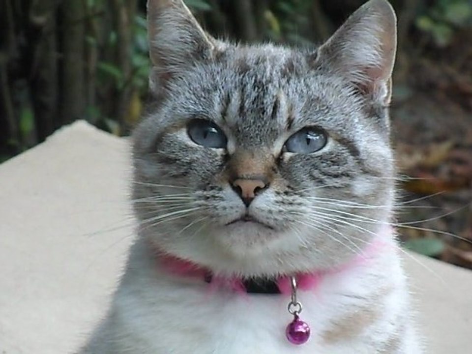 Fifille - Septembre 2011