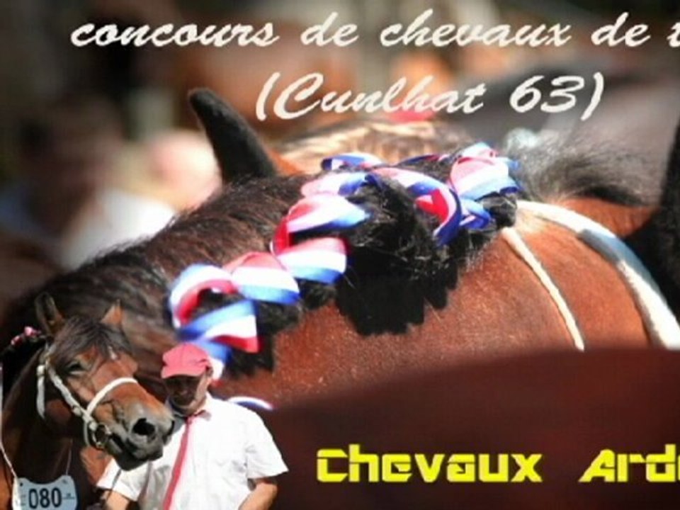 Concours de chevaux de trait ardennais : élevage Salers VINCENT PESCHER Salers Breeding