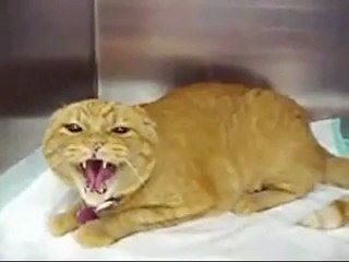 un chat fou hhhhhhhhhhhhhhh