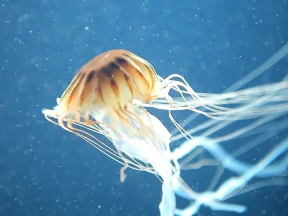 Enthralling Jellyfish