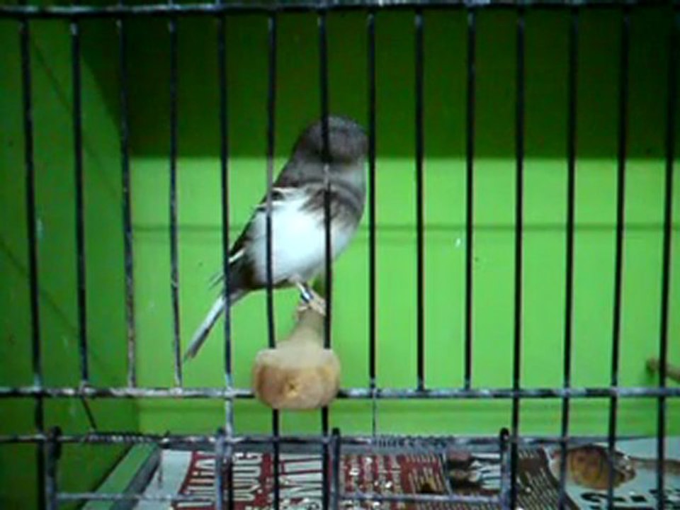 Tümay AŞÇIOĞLU 2011 Gloster Yavrularından