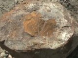 Fossile de plante
