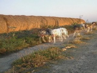 Training with sled dogs