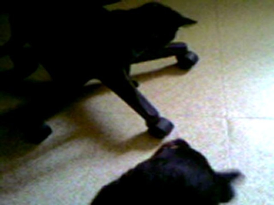 Chiots 1
