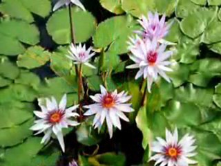 Doğa ve Hayvanlar - (Mustafa Dinç)