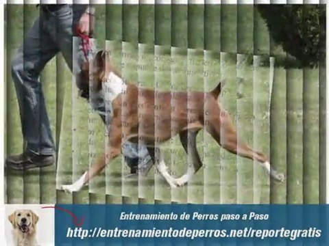 Técnicas de Entrenamiento de Cachorros