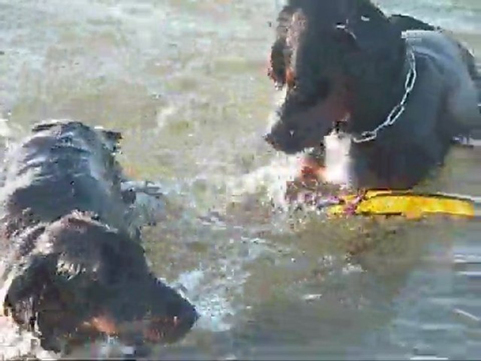 ARES ET LEELOU A LA MER (2)