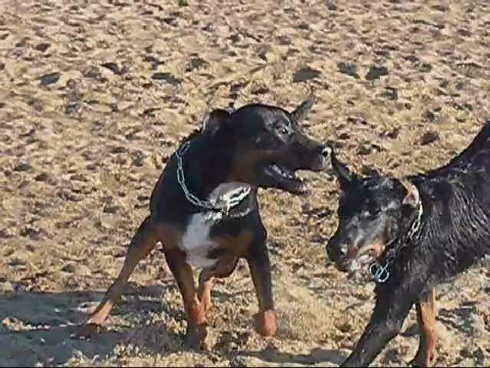 ARES ET LEELOU A LA MER 3