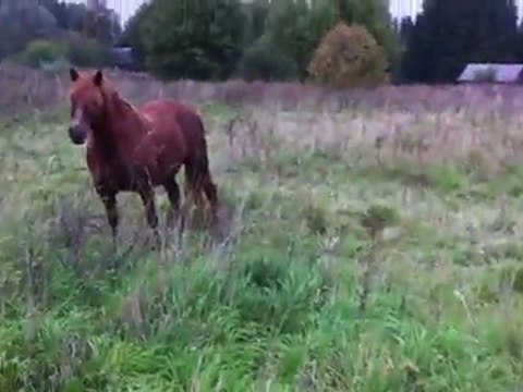 HAZER EMLAK TEL: 0546 851 6657 SATILIK DÜVE