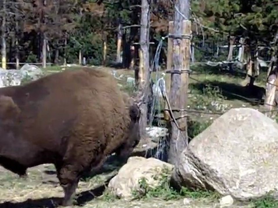 les bisons_ Les Angles 66 parc animalier