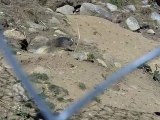 marmotte - parc animalier Les Angles 66 France