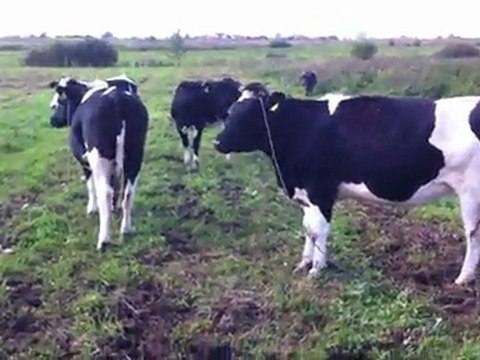 HAZER EMLAK TEL: 0546 851 6657 SATILIK GEBE DÜVE TARIM HAYVANCILIK