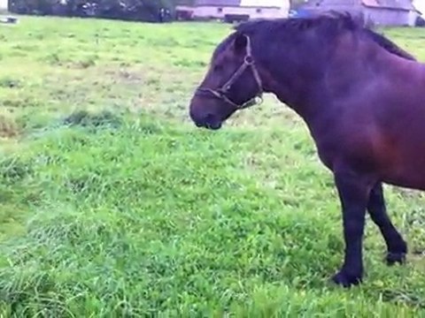 HAZER EMLAK TEL: 0546 851 6657 SATILIK HOLŞTAYN GEBE DÜVE FİYATLARI