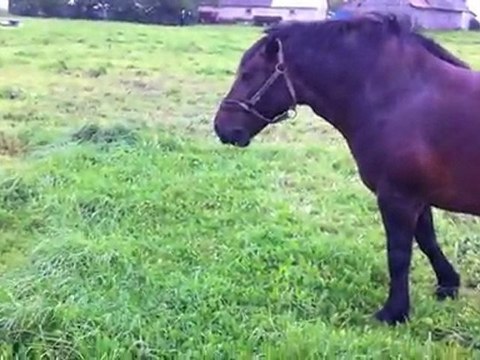 HAZER EMLAK TEL: 0546 851 6657 SAHİBİNDEN GEBE DÜVE