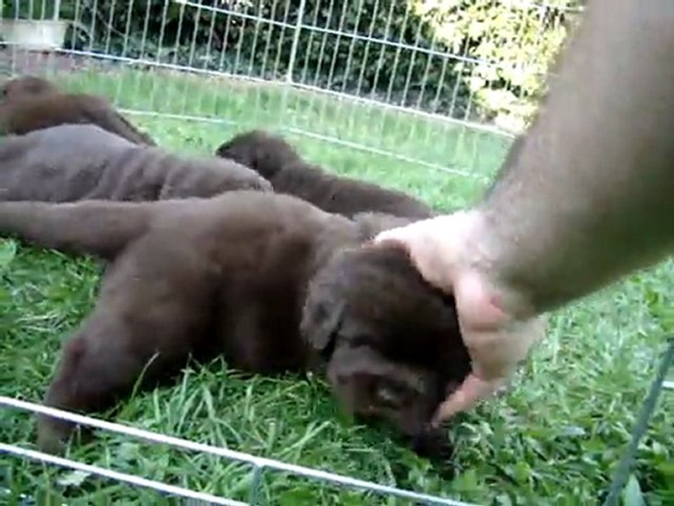 chiots bonny élevage de VALOYAN TERRE NEUVE MARRON BRONZE 02.10.2011
