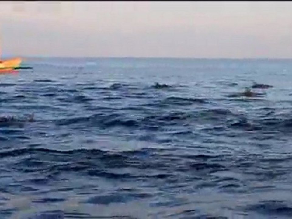 Dauphins Lovina