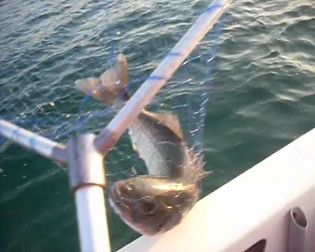 LABRAX CUP CHAUSEY 2011 LES GOËLANDS 50 (pêche du bar)