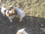 Chiots jack russell terrier