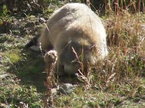 01/10/11 Lac d'Allos