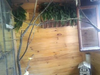 voliere canari jaune