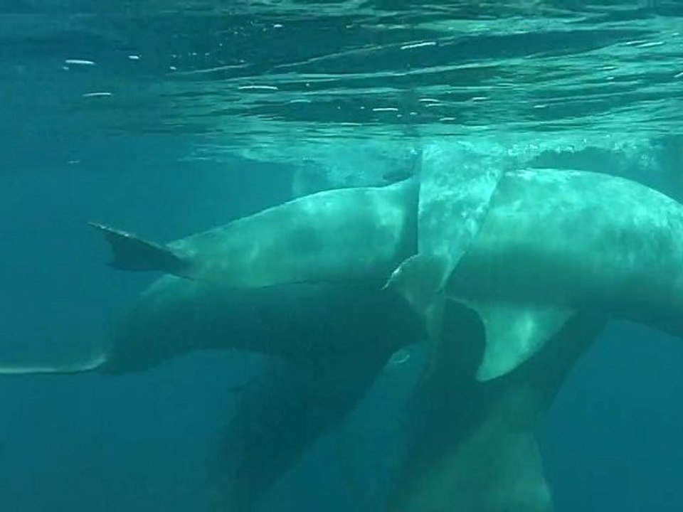 Dauphins