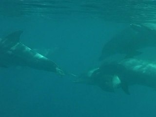 Mise à l'eau avec les dauphins