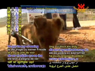 India’s Animal Rescuers: Compassion Crusaders Trust