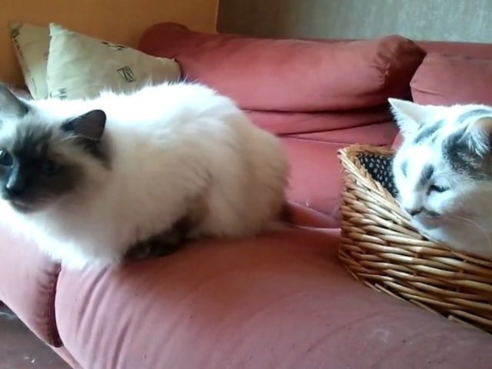 mes chats