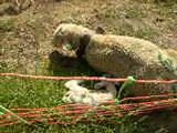 les moutons de molines