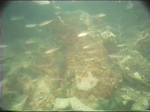 Immersione solitaria tra i persici e la biscia video di Clarari Luciano