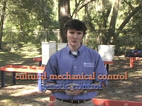 VARROA MITE University of Florida Honey Bee Lab