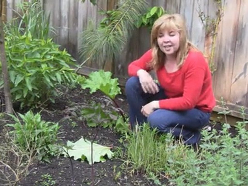 Oct. 1/11 - Senga's Vlog - Rhubarb Leaves as Supressant