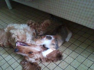 FANFOULICH ÈVÈ CHALAGAZ Dimanch 02 ÒKTÒB 2012, Paskal JAWVIS (JARVIS)