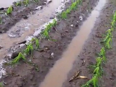 2011 Sezonu Mısır Tarlası Ve Yağan Dolu....