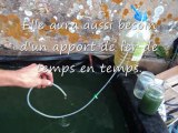 Récolte de spiruline dans un petit bassin de 300 litres