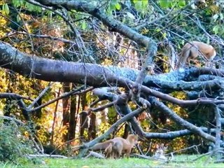 Deux renards dans un arbre