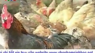 tại sao nên nuôi gà đẻ và vịt thịt trong khi đang xuất hiện dịch cúm gia cầm