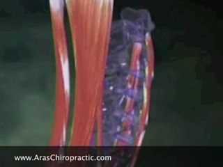 Singapore Chiropractic-Cervical (Neck) Anatomy